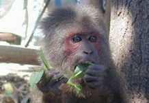 Bắt được một cá thể khỉ mặt đỏ đi lạc vào nhà dân Bắt được một cá thể khỉ mặt đỏ đi lạc vào nhà dân