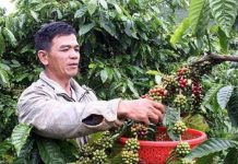 Tây Nguyên lai tạo giống cà phê mới để phát triển bền vững Tây Nguyên lai tạo giống cà phê mới để phát triển bền vững