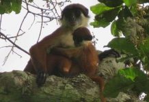 Tìm thấy loài khỉ tưởng đã tuyệt chủng