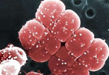 Vi khuẩn sống được hàng triệu năm trên sao Hỏa