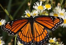 Loài bướm biết tìm thuốc để chữa bệnh