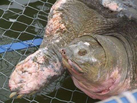 Rùa Hồ Gươm là “cụ bà”