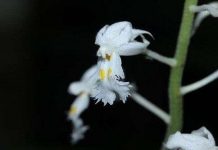 Phát hiện loài lan mới ở Khánh Hòa