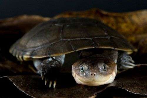 Những loài rùa lạ nhất thế giới