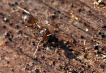 Ngộ nghĩnh "chó đặc nhiệm" chuyên săn lùng... kiến