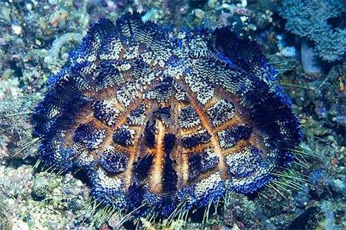 Những “đốm lửa” đáng sợ trong lòng đại dương