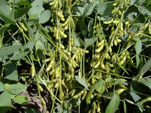 Hà Nội phát triển giống đậu tương DT84 mới cho năng suất cao