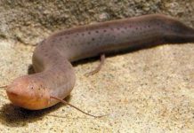 Những loài cá, ếch kỳ lạ sống không cần nước