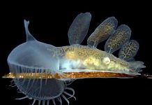 Loài vật tự đoạn chi để trốn thoát thú săn mồi Loài vật tự đoạn chi để trốn thoát thú săn mồi