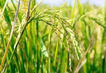 Nhân đôi sản lượng gạo ở những khu vực hạn hán