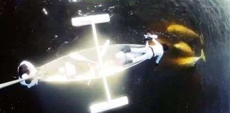 Cá voi trắng hát cùng các nghệ sĩ Canada