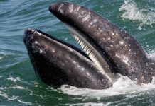 Cá voi từng là sát thủ săn mồi răng sắc như sư tử