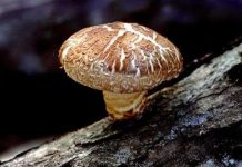 Sản xuất diesel sinh học từ nấm