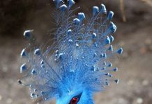 Kiểu tỏ tình lạ đời của Bồ câu mũ miện xanh Kiểu tỏ tình lạ đời của Bồ câu mũ miện xanh