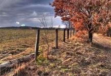 Mỗi ngày thế giới mất 20.000 ha rừng