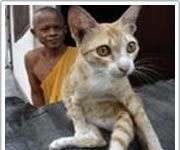 Cúm mèo xuất hiện ở Thái Lan