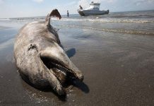 Thảm họa dầu loang trên biển sẽ chấm dứt nhờ phát minh này Thảm họa dầu loang trên biển sẽ chấm dứt nhờ phát minh này