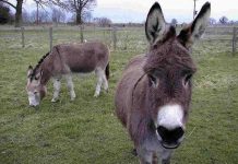 Con lừa có thực sự ngu và cứng đầu?