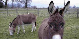 Con lừa có thực sự ngu và cứng đầu?