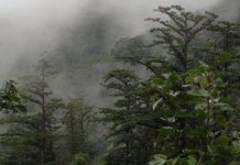 Rừng sa mu di sản khổng lồ ở biên giới Việt – Lào Rừng sa mu di sản khổng lồ ở biên giới Việt - Lào