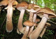 Cận cảnh "quái vật" có cơ thể lớn nhất trên thế giới