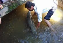 Cá sấu hỏa tiễn là gì mà phàm ăn, hung dữ đáng sợ?