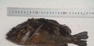 Cá gần nhà máy điện Fukushima nhiễm xạ cao gấp 2.500 lần