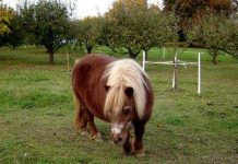 Loài ngựa lùn độc nhất thế giới