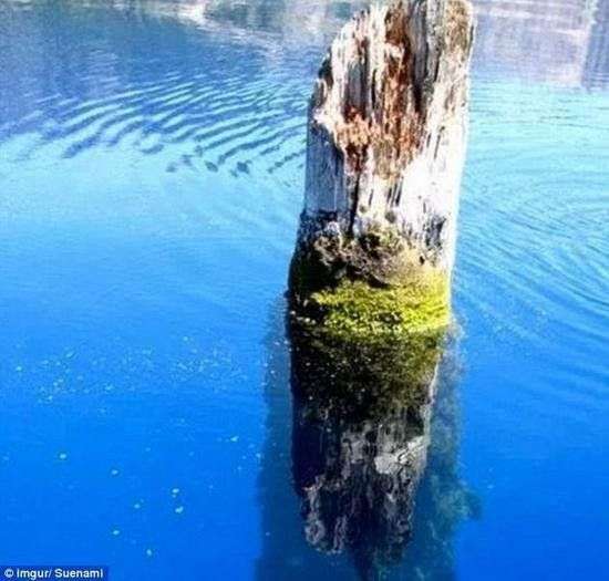 Bí ẩn thân cây khổng lồ dựng đứng giữa hồ suốt 100 năm
