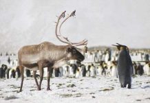 Diệt tuần lộc và chuột để bảo vệ chim