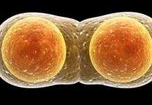 Chúng ta sẽ không tồn tại nếu sự kiện này không xảy ra vào 600 triệu năm trước