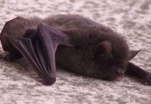 Dòng virus SARS mới có liên quan tới dơi