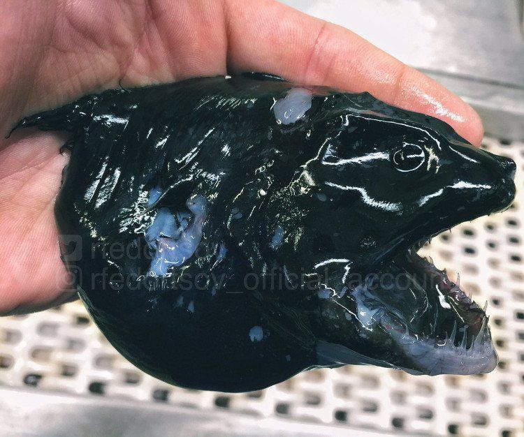 Bộ ảnh “thủy quái” mới nhất của ngư dân Nga khiến cư dân mạng tái mặt