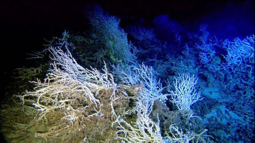 10 điều bí ẩn về đáy đại dương gây sốc nhất