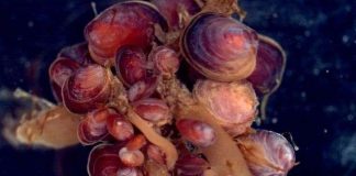 Loài trai tự chuyển giới ở Nam Cực