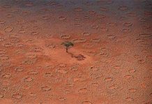 Thủ phạm bí ẩn tạo ra "vòng tròn thần tiên"