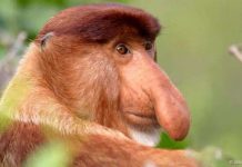 Động vật và những điều phi lý ... có thật