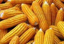 Việt Nam đã cho phép trồng 3 giống ngô biến đổi gien