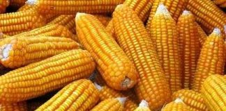 Việt Nam đã cho phép trồng 3 giống ngô biến đổi gien