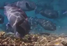 Loài cá ăn san hô thải ra 400kg cát mỗi năm