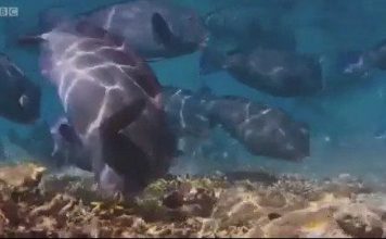 Loài cá ăn san hô thải ra 400kg cát mỗi năm