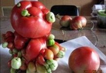 Thực vật kỳ dị sau thảm họa Fukushima