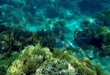 Gần 1 tỷ đồng tái tạo rạn san hô vùng biển Khánh Hòa