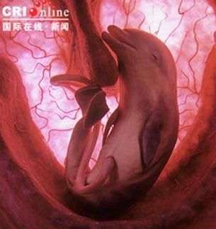 Hình ảnh bào thai động vật 3D đầu tiên