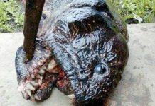 Quái ngư đột biến mình lươn đầu giống cá piranha Quái ngư đột biến mình lươn đầu giống cá piranha