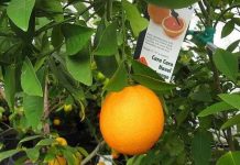 Trồng cam Cara cara chất lượng cao ở đất đồi núi