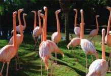 Thú vị động vật