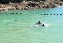 Bị săn đuổi, cá heo tuyệt vọng lao đầu vào đá Bị săn đuổi, cá heo tuyệt vọng lao đầu vào đá