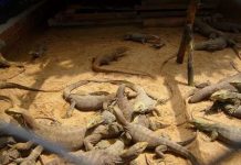 Huế: Nuôi kỳ đà thương phẩm theo quy mô nông hộ Huế: Nuôi kỳ đà thương phẩm theo quy mô nông hộ