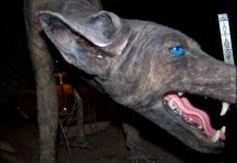 Sinh vật lạ mắt xanh, da bì được cho là quái vật Chupacabra huyền thoại